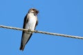 Brown-chested Martin (Progne tapera), isolated, feeding on a dragonfly Royalty Free Stock Photo