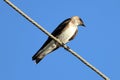 Brown-chested Martin (Progne tapera), isolated, perched on a high voltage wire over the blue sky Royalty Free Stock Photo