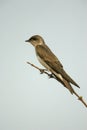 Brown-chested martin, Progne tapera, Royalty Free Stock Photo