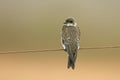 Brown-chested martin, Progne tapera, Royalty Free Stock Photo