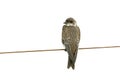 Brown-chested martin, Progne tapera, Royalty Free Stock Photo