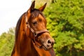 Brown - chestnut Arab horse portrait with copy space Royalty Free Stock Photo