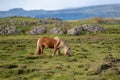 Icelandic horse grazing free in a green field Royalty Free Stock Photo