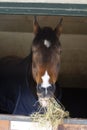 Brown chestnut horse in his stable looking out eating Royalty Free Stock Photo