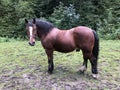 A brown and chestnut stallion horse standing on a green grass meadow on a ranch Royalty Free Stock Photo