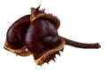 Brown chestnuts isolated on white background, clipping path