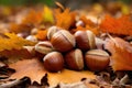Brown chestnuts laying on a layer of dry brown fallen leaves