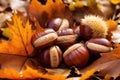 Brown chestnuts laying on a layer of dry brown fallen leaves