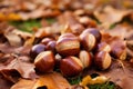 Brown chestnuts laying on a layer of dry brown fallen leaves