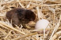 Brown chick looks at the egg Royalty Free Stock Photo