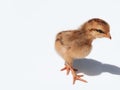 Brown chicken chick, small hen, two weeks old. Small brown chicken with shadow isolated on white background with copy space Royalty Free Stock Photo