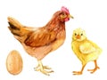 Brown chicken, cute chick and egg, isolated on white, watercolor illustration Royalty Free Stock Photo