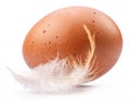 Brown chicken egg and chicken feather isolated on white background Royalty Free Stock Photo