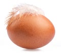 Brown chicken egg and chicken feather on its top isolated on white background Royalty Free Stock Photo