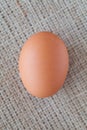 brown chicken egg Royalty Free Stock Photo