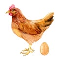 Brown chicken with egg isolated on white, watercolor illustration Royalty Free Stock Photo