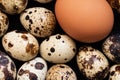 Brown Chicken Egg And Multiple Speckled Quail Eggs Royalty Free Stock Photo