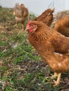 Chicken Egg Standing on The Ground Royalty Free Stock Photo