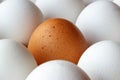 Brown chicken egg among white eggs in cardboard tray