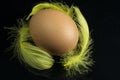 Brown Chicken Egg with Yellow Plume Royalty Free Stock Photo
