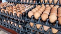 Brown chicken eggs arranged on black plastic cartons Royalty Free Stock Photo