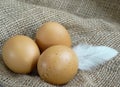 Brown chicken eggs on burlap with feather Royalty Free Stock Photo