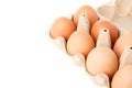 Brown chicken eggs in carton box isolated Royalty Free Stock Photo