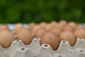 Brown chicken eggs in egg carton. Fresh chicken eggs on blurred background. Side view. Natural healthy food concept.