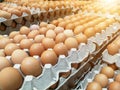 Brown chicken eggs in the egg tray,fresh raw chicken eggs in package for sale in supermarket Royalty Free Stock Photo