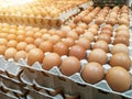 Brown chicken eggs in the egg tray,fresh raw chicken eggs in package for sale in supermarket Royalty Free Stock Photo