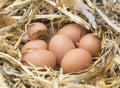 Brown chicken eggs, feather in straw nest. Royalty Free Stock Photo