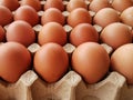 Brown chicken eggs in paper pulp egg tray. Royalty Free Stock Photo