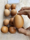 Brown chicken eggs in a plastic package Royalty Free Stock Photo