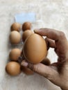 Brown chicken eggs in a plastic package Royalty Free Stock Photo