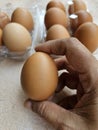 Brown chicken eggs Royalty Free Stock Photo