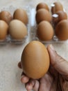 Brown chicken eggs Royalty Free Stock Photo