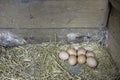 Brown chicken eggs