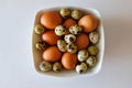 chicken eggs and speckled quail eggs Royalty Free Stock Photo