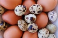 chicken eggs and speckled quail eggs Royalty Free Stock Photo