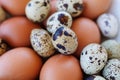 chicken eggs and speckled quail eggs Royalty Free Stock Photo