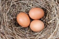 Brown chicken eggs in a straw nest Royalty Free Stock Photo