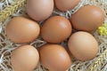 Brown chicken eggs in the straw Royalty Free Stock Photo