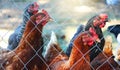 Brown chicken on the farm, close-up, selective focus. Portrait of domestic laying hen in the coop, view through wire mesh Royalty Free Stock Photo