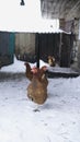 brown chicken on the farm in winter. Chicken in winter Royalty Free Stock Photo