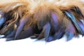 Brown chicken feathers isolated on a white background. Easter background. Royalty Free Stock Photo