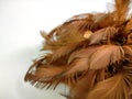 Brown chicken feathers on a white background Royalty Free Stock Photo