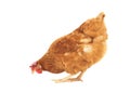 Brown chicken feeding isolated white background Royalty Free Stock Photo
