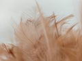 Brown chicken feather on white background with korean soft pastel tone Royalty Free Stock Photo