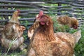 Brown chicken in a flock Royalty Free Stock Photo