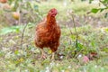 Brown chicken in the garden near the apple tree. Raising chickens